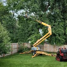 How Our Tree Care Process Works  in  Loch Lomond, VA