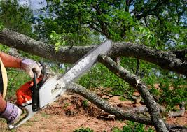 Best Root Management and Removal  in Loch Lomond, VA