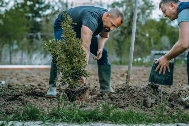 Best Lawn Disease Treatment  in Loch Lomond, VA